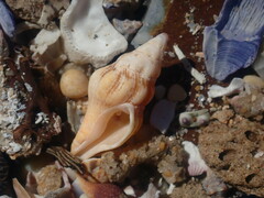 Nodopelagia brazieri