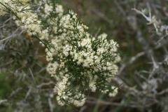 Asparagus subulatus