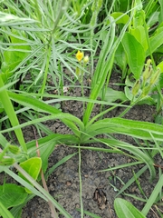 Hypoxis