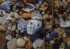 Engina zonalis