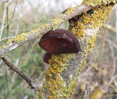 Auricularia auricula-judae