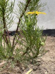 Euryops abrotanifolius