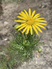 Euryops abrotanifolius