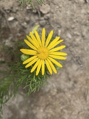 Euryops abrotanifolius