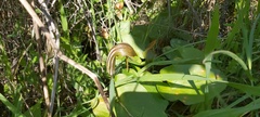 Arisarum vulgare