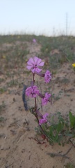 Silene colorata
