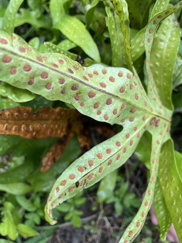 monarch fern