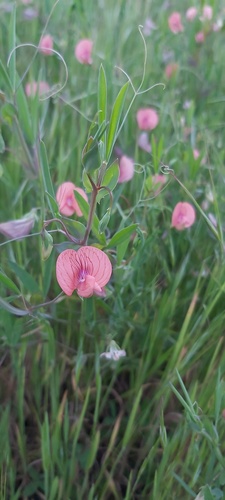 marble vetchling (Lathyrus marmoratus)
