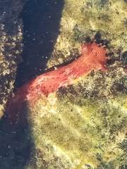 Plocamopherus imperialis