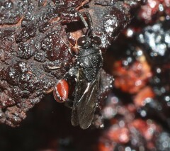 Chalcididae