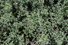 Ruschia depressa