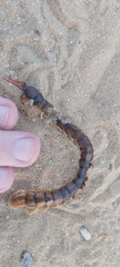 Scolopendra cingulata