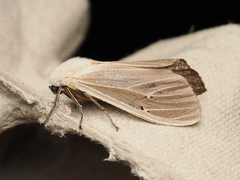 Creatonotos transiens