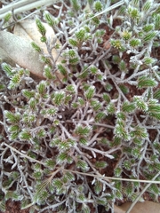 Selaginella dregei