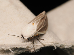 Creatonotos transiens