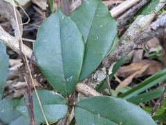 Tetrastigma nitens