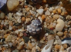 Nodilittorina pyramidalis