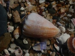 Conus miliaris