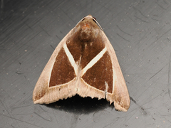 Chalciope mygdon