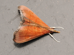 Hemiscopis sanguinea