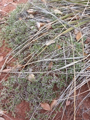 Selaginella dregei