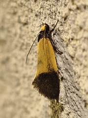 Merocroca automima