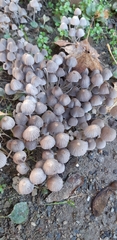 Coprinellus disseminatus