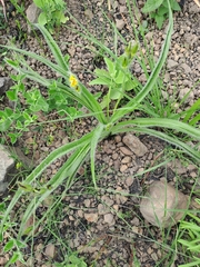 Hypoxis hemerocallidea
