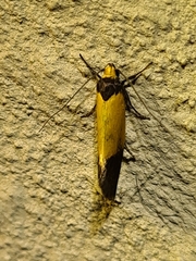 Merocroca automima