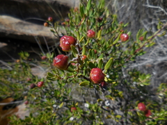 Phylica oleifolia