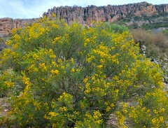 Acacia calamifolia