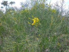 Acacia calamifolia