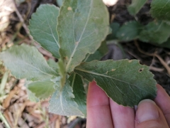 Senecio halimifolius