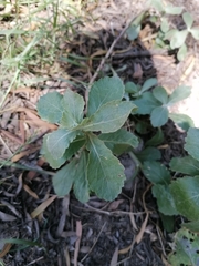 Senecio halimifolius