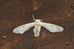 Penicillifera apicalis