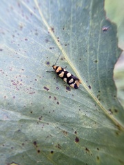 Tanyzancla argutella