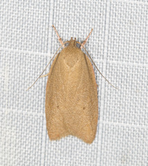 Enoplidia simplex