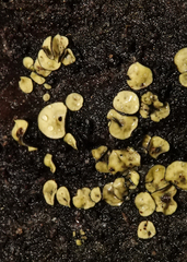 Chlorosplenium