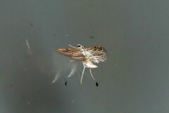 Parapoynx fluctuosalis