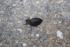 Meloe rugosus