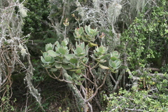 Cotyledon velutina