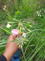 Pelargonium luridum