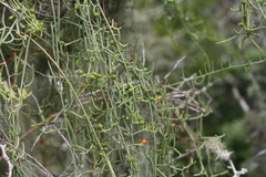 Thesium scandens