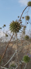 Echinops adenocaulos