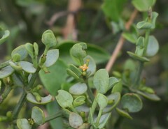 Viscum rotundifolium