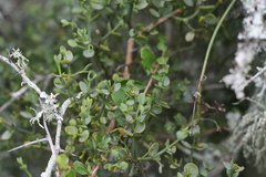 Viscum rotundifolium