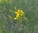 Acacia calamifolia