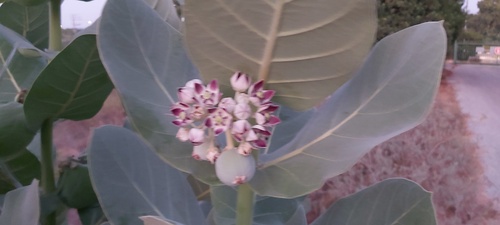 Calotropis procera