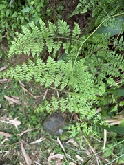 Dennstaedtia scandens