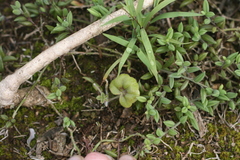 Pelargonium peltatum